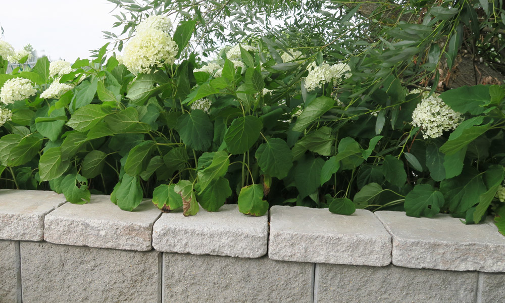 Gutshof krycia platňa bosovaná vápenec lastúrnikový Gutshof krycia platňa bosovaná vápenec lastúrnikový